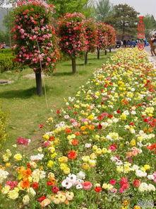 花路图片,探寻春日里的浪漫画卷