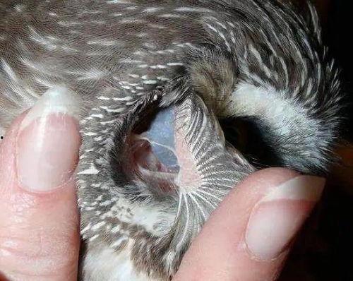 趴耳朵图片,趣味瞬间捕捉