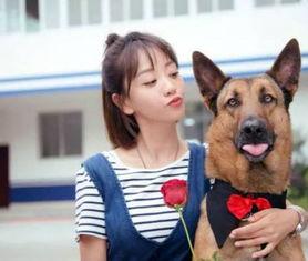 警犬来了电视剧演员表,实力派明星齐聚一堂，演绎感人警犬故事